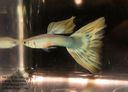 AOC bicolor variegated Guppy