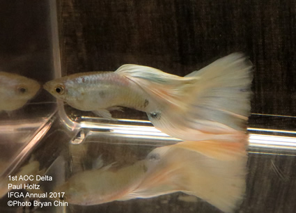 AOC Albino White guppy