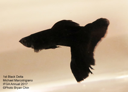 Black moscow guppy