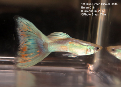 blue green bicolor variegated guppy