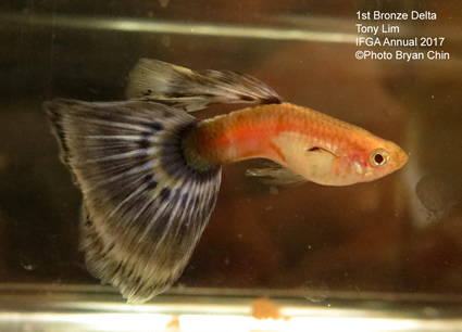 Bronze Guppy variegated