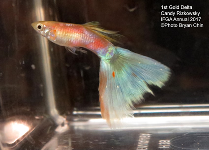 Gold blue guppy