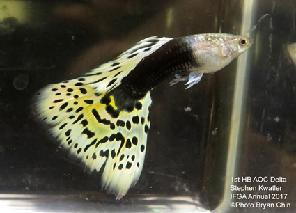 Half Black hb AOC variegated guppy 