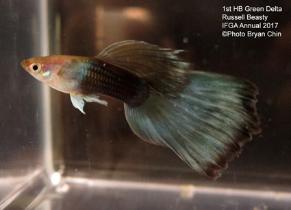 HB Half black green guppy