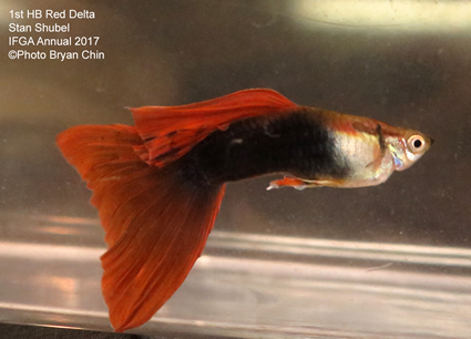 HB half black red guppy