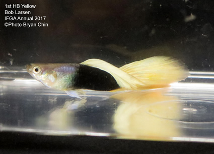 HB Half black yellow guppy