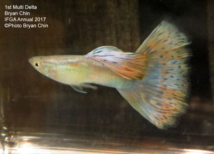 Multicolor guppy