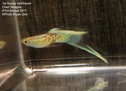 Single swordtail guppy