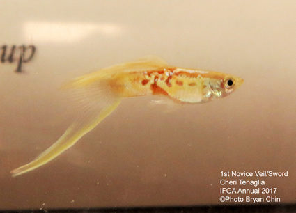 Single swordtail guppy