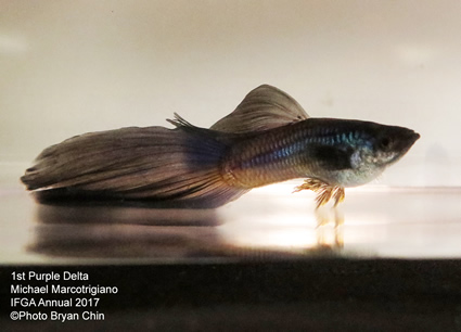 Purple moscow guppy