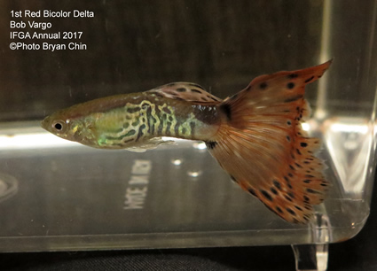 red bicolor variegated guppy