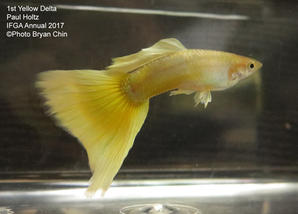 Yellow moscow guppy