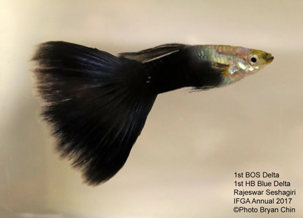 blue hb half black guppy