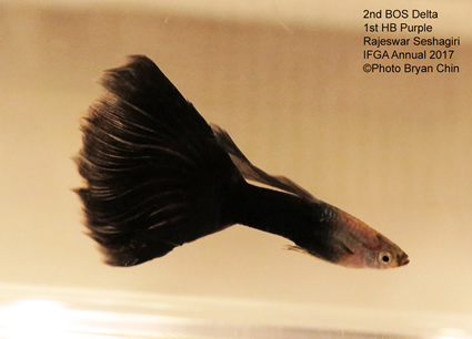 hb half black purple guppy