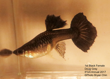 black female guppy