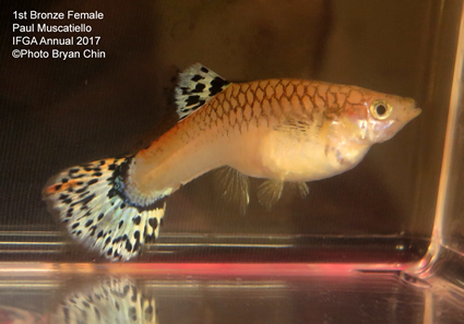 bronze female guppy