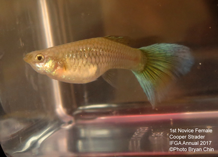 blue green female guppy