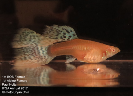 Female albino guppy