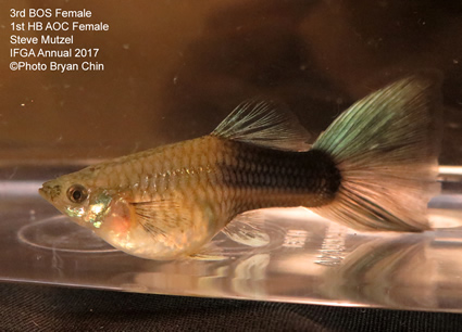 hb half black green female guppy