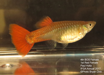 red female guppy