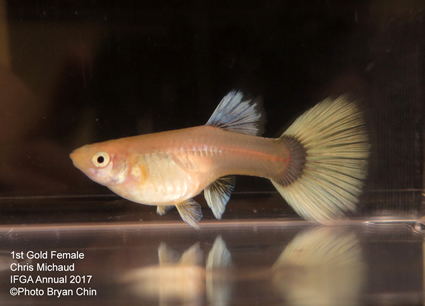 gold yellow blonde female guppy