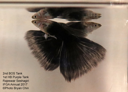 hb half black purple guppy