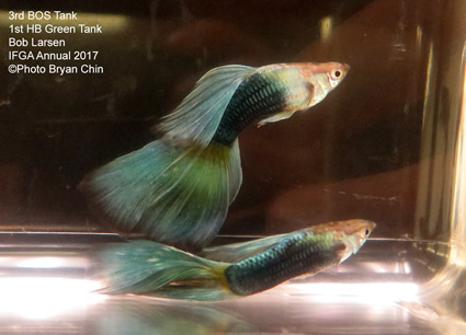 hb half black green guppy