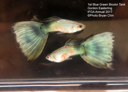 blue green bicolor guppy