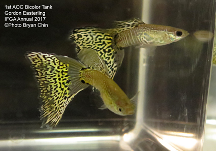 yellow bicolor snakeskin guppy