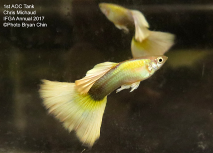 AOC gold blonde guppy