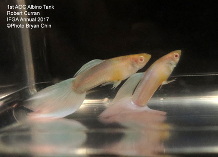 White albino aoc guppy