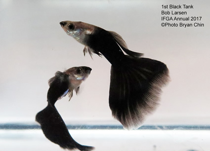 black guppy