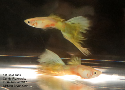 gold blonde yellow guppy