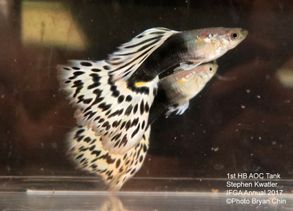 hb half black aoc bicolor guppy