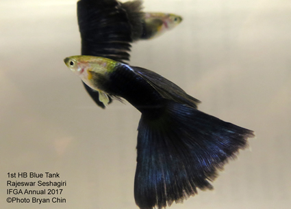 hb half black blue guppy