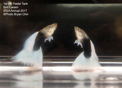 Half Black hb pastel guppy