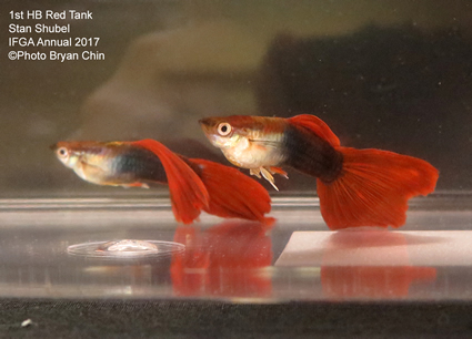 hb half black red guppy