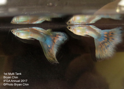 multicolor guppy