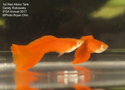 Albino red guppy