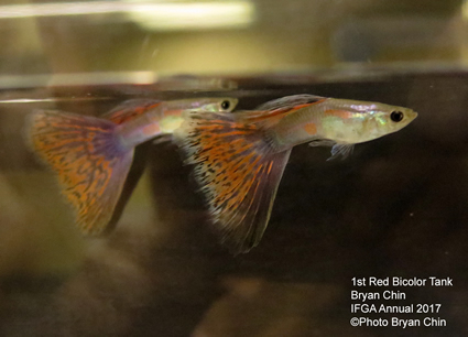 red bicolor variegated guppy