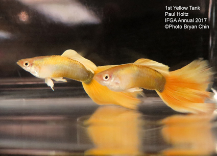 yellow gold blonde guppy