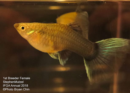 Guppy, Female, Half black