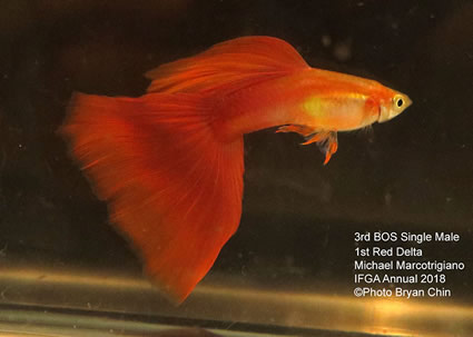 Guppy Red