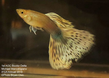 Guppy Bicolor moscow