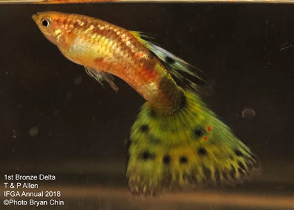 guppy, bronze, bicolor