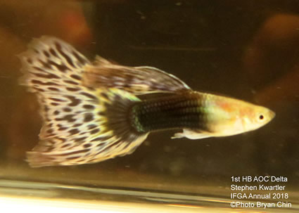 guppy, half black, AOC, bicolor