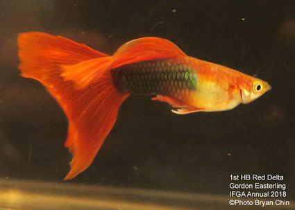 guppy, half black, red