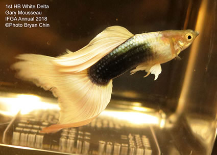 guppy, white, half black, pastel