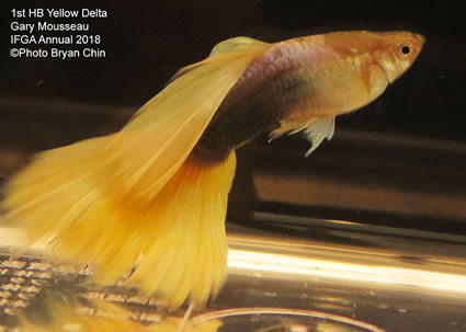 guppy, half black, yellow