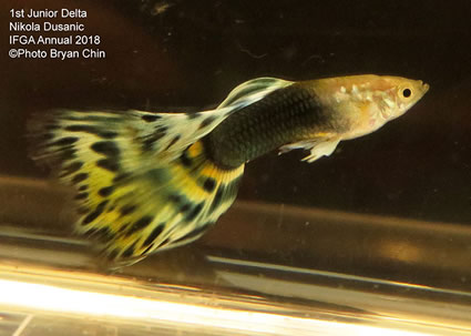 guppy, half black, aoc, bicolor